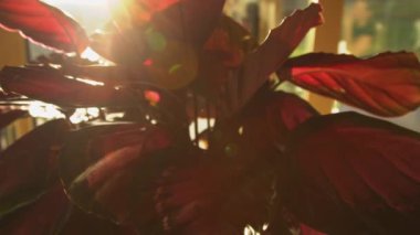 Büyüleyici pembe ve yeşil renkli calathea roseopicta yaprakları. Altın sabah güneşi yaprakların arasından parlıyor. 
