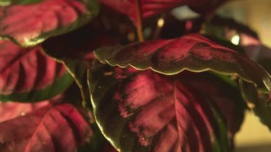 Kırmızı calathea roseopicta sabah ışığında yapraklar. Tropikal bir bitkinin güzel renkli yaprakları  