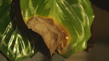 Egzotik ev bitkisi Calathea madalyonunu yetiştirmede zorluklar yaşanıyor. Uygunsuz sulamadan dolayı kahverengi kenarlı kıvrık yapraklar. 