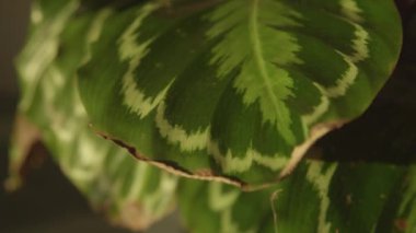 Kahverengi ve kıvırcık kenarlı güzel yeşil kalathea madalyon yaprağı. Uygunsuz sulamadan dolayı yaprakların kuruması 