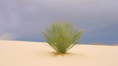 Keskin ve sivri yeşil yapraklı Yucca bitkisi çöl ortamında gelişiyor. Beyaz Kumlar Ulusal Parkı 'ndaki çarpıcı kum tepeleri, kara fırtına bulutları. 
