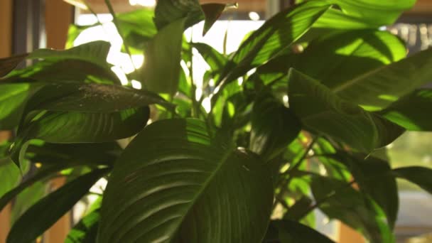 Evening Sunbeams Peek Lush Foliage Potted Peace Lily Tropical Houseplant — Stock Video