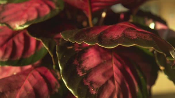 Calathea Roseopicta Roja Sale Luz Mañana Hermoso Follaje Colorido Una — Vídeos de Stock