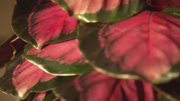 Beau Feuillage Coloré Plante Intérieur Tropicale Qui Nettoie Air Feuilles — Video