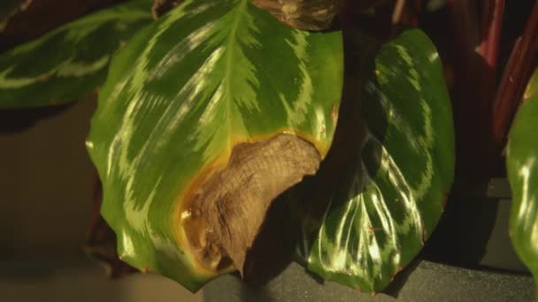 Curled Leaves Brown Edges Calathea Medallion Indoor Plant Drying Browning — Stock Video