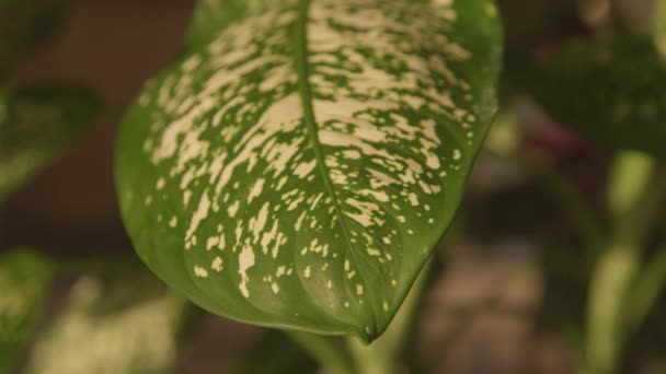 Зелений Лист Кімнатної Рослини Діффенбахія Покритий Білими Цятками Тропічне Листя — стокове відео