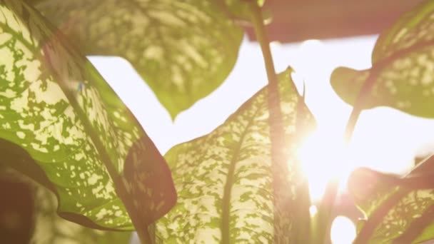 Sun Shines Tropical Foliage Dieffenbachia Green Leaves Dumb Cane Houseplant — Video