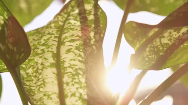 黄金の太陽はヒョウユリの熱帯の葉を通して輝きます 屋内にあるディーフェンバキア工場は — ストック動画