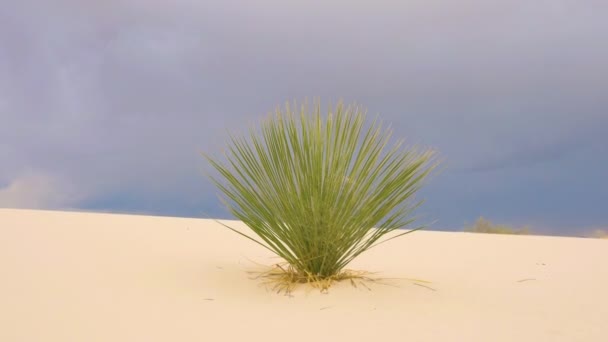 Φυτό Yucca Αιχμηρά Και Αιχμηρά Πράσινα Φύλλα Ευδοκιμεί Περιβάλλον Ερήμου — Αρχείο Βίντεο