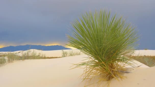 尤卡树 叶尖尖尖 叶尖绿色 在干旱的沙漠中茁壮成长 白沙国家公园上方的乌云 — 图库视频影像
