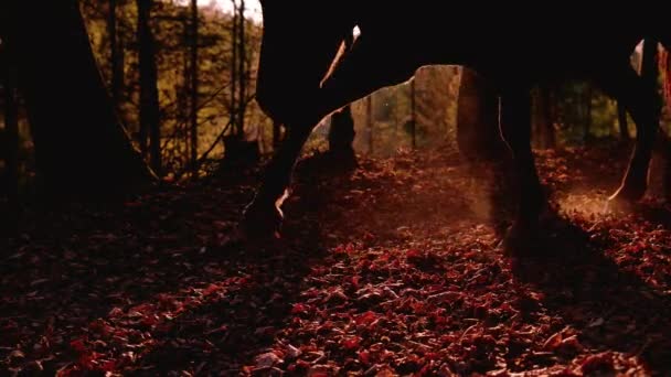 Slow Motion Lens Flare Hnědý Kůň Klusal Podzimním Listí Lesem — Stock video