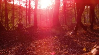 SILHOUETTE: sonbahar ormanı ve altın ışıkta koşan kahverengi at. Gün batımının güzel ışığında ormanda koşan at toynaklarının detaylı görüntüsü, arkalarında uçan kahverengi yapraklar bırakıyor..