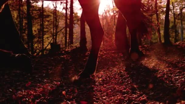 Slow Motion Silhouette Häst Travar Genom Höstskogen Gyllene Solljus Detaljerad — Stockvideo