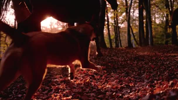 Lens Flare 慢动作 牧羊犬和两匹马在秋天的森林里奔跑 森林里神奇的落日 在那里 踩踏着棕色的马和跑着的狗留下了一片沙沙作响的褐色叶子 — 图库视频影像