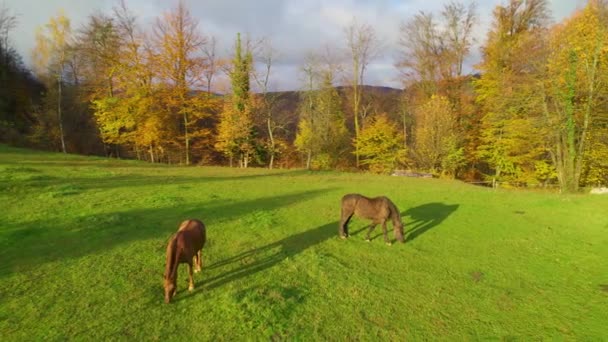 Aerial Schöner Herbsttag Grünen Und Zwei Pferde Auf Der Weide — Stockvideo
