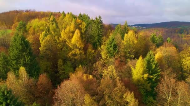 Aerial Herfst Sprookje Tussen Kleurrijke Bosboomtoppen Een Prachtige Zonnige Dag — Stockvideo