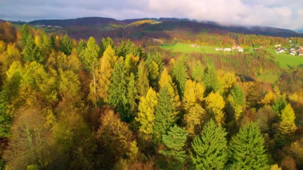 Aerial Kleurrijke Luifels Van Bomen Gloeien Herfst Tinten Een Zonnige — Stockvideo