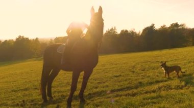 PORTRAIT, LENS FlaRE: güzel kahverengi bir atın üzerinde eyer üzerinde gülümseyen genç bayan. Şirin bir köpekle birlikte, altın güneş ışığıyla parlayan güzel sonbahar manzarasında at sürmeye gitti..