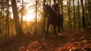 Yavaş hareket et, LENS FLARE: güler yüzlü bayan sonbahar ormanlarında koşuyor. Kahverengi bir kısrak ve sevimli bir köpek tarafından takip edilerek sabah güneşinde parlayan renkli bir ormanda at gezintisine çıktı.