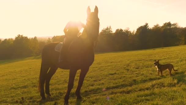 骑在一匹漂亮的棕色马鞍上笑着的年轻女士 在一只可爱的狗的陪伴下 她骑马穿过金光闪闪的美丽的秋天风景 — 图库视频影像