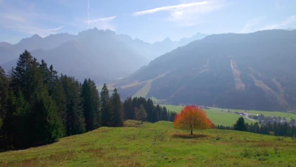 Aerial Leuchtender Herbstbaum Auf Einer Malerischen Grünen Weide Über Einem — Stockvideo