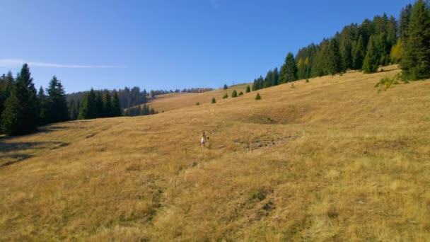 エリアル 緑豊かなスプルースの森に囲まれた広い山の牧草地に沿って秋の散歩 若い女性は晴れた日に彼女の犬と美しいアルプスの自然を探検しています 彼らは素晴らしい景色を楽しむために丘を登る — ストック動画