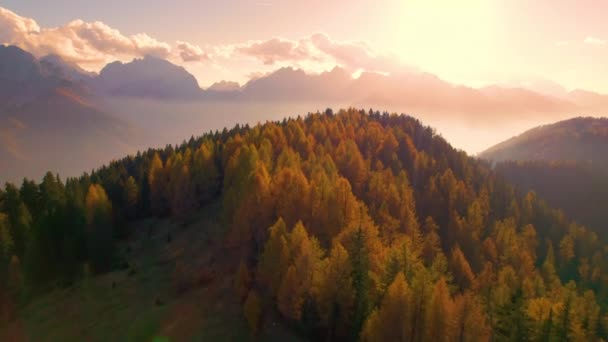 Aerial Astonishing View Glowing Larch Trees High Mountains Sunset Breathtaking — Stock Video