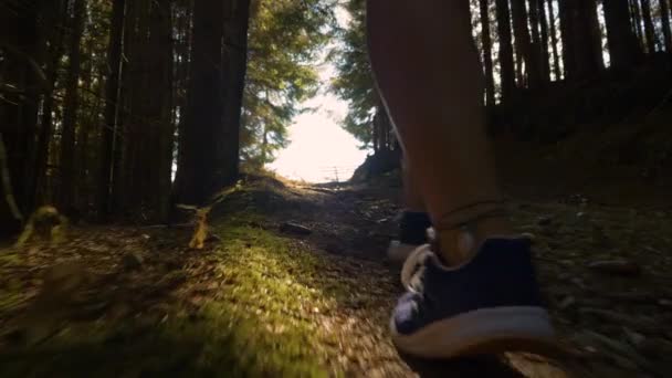 Faible Vue Angle Fermer Dame Marchant Long Sentier Forestier Ombragé — Video