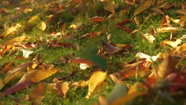Sluiten Kleurrijke Herfstbladeren Vallen Van Bosbomen Die Groen Gras Liggen — Stockvideo