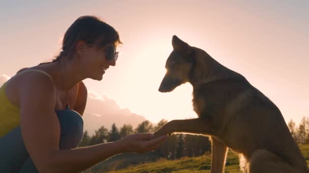Close Lens Flare Anjing Lucu Memberikan Cakar Kepada Pemiliknya Yang — Stok Video