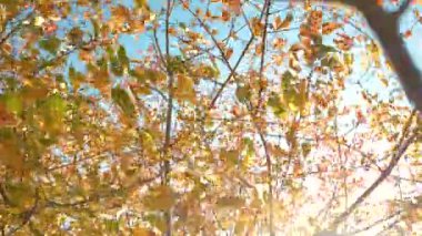 Güneşli bir günde dalgalanıp budaklanan canlı sonbahar yapraklarıyla dolu gür bir ağaç tepesi. Altın sabah güneşi, yaprak döken bir ağacın renkli yapraklarının arasından süzülüyor. Yapraklar sonbaharın renklerine dönüşüyor..