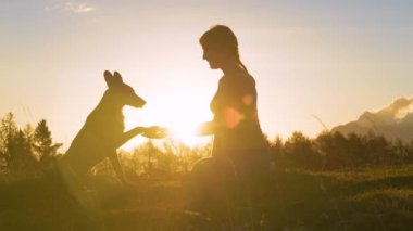 Yaklaş, LENS FlaRE: sevimli köpek altın ışıkta gülümseyen sahibine pençe verir. Genç bayan ve köpeği güneşli bir sonbahar gününde dağlarda yürüyüş yaptıktan sonra gün batımında çimenli bir dağın tepesinde otururlar..
