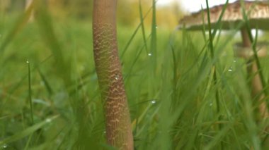 Yakınlaş, Dof: büyük şemsiye mantarı sabah çiğ ile kaplı çimlerden dışarı çıkar. Kırsalda sonbahar yürüyüşü sırasında güzel bir manzara. Yeşil bir çayırda yetişen güzel ve yenilebilir makrolepiota procera..