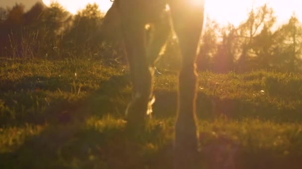 犬が止まって観察する黄金の朝の光の中で犬と一緒に走る スポーティなペットの飼い主と初秋の日の出にかわいい毛皮の友人のための朝の運動 — ストック動画