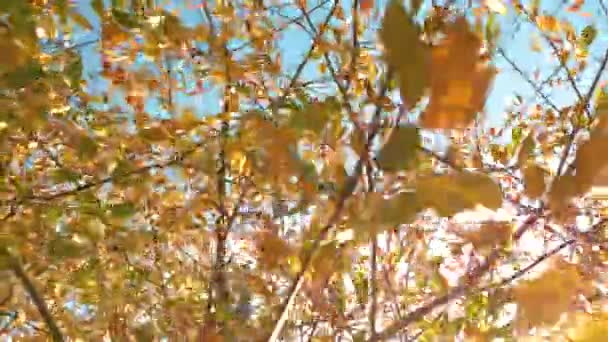 Fechar Dof Vento Outono Balança Dossel Exuberante Uma Árvore Com — Vídeo de Stock