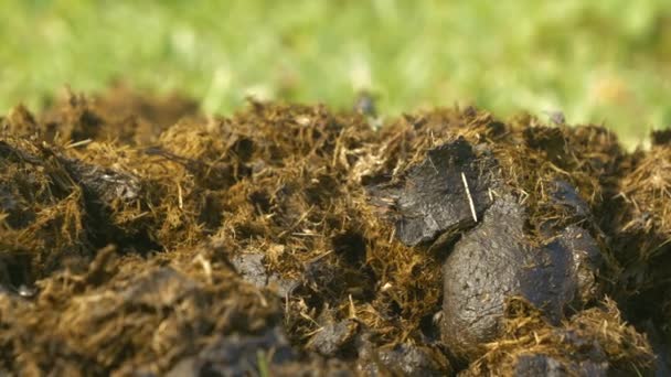 Close Macro Pile Fresh Horse Excrement Lying Green Meadow Grass — Stock Video