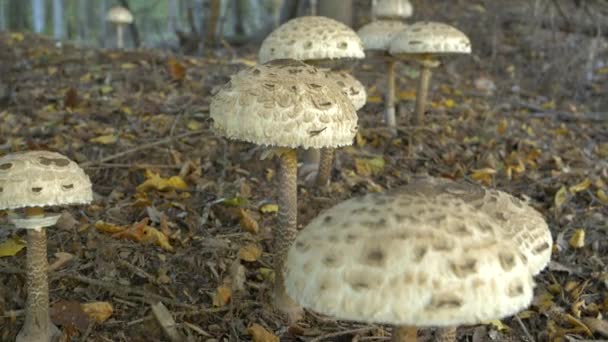 Close Large Group Edible Parasol Mushrooms Growing Autumn Forest Fairy — Stock Video