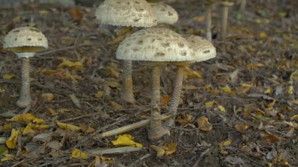 숲에서 떨어진 사이에 곰팡이 Macrolepiota Procera의 숲에서 자라는 신선하고 버섯의 — 비디오