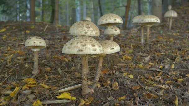在五彩缤纷的秋天森林里 有着美丽的阳伞蘑菇的仙女圈 在落叶中生长着大量的大花真菌 赏心悦目的景象 — 图库视频影像