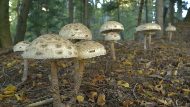 五彩缤纷的秋林中 有大量的伞形蘑菇冠 在落叶间形成的仙女环状的大豆科植物 赏心悦目的景象使采蘑菇的人高兴 — 图库视频影像