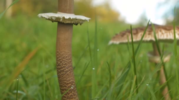 Close Dof Beautiful Parasol Mushroom Growing Middle Green Meadow Large — Stock Video