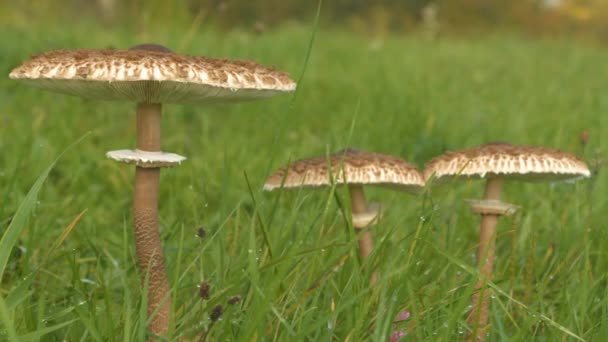 秋雨后 三只伞形蘑菇在草地上生长 美丽的 可食用的大豆科植物菌丝从绿草中渗出 秋天的自然漫步 令人心情愉快 — 图库视频影像