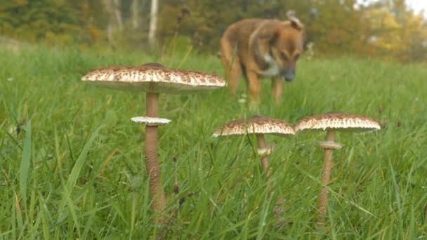 走近点 早上散步的时候 在绿草和棕色狗中间放着香菇 美丽可食的大豆科植物生长在牧场上 背景上有一只可爱的小狗在散步 — 图库视频影像