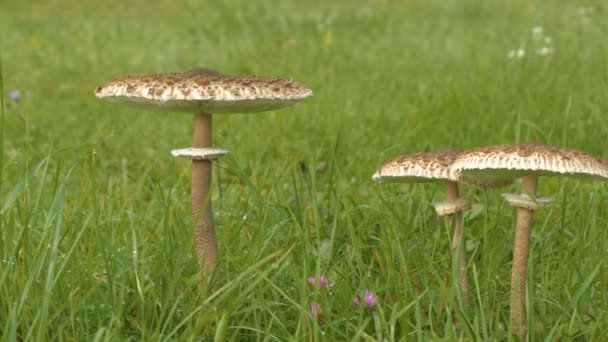 美丽的秋天三合唱的阳伞蘑菇在绿色的草地上 健康可食的大豆科植物菌丝从绿草中渗出 秋天雨后散步的自然景观 — 图库视频影像
