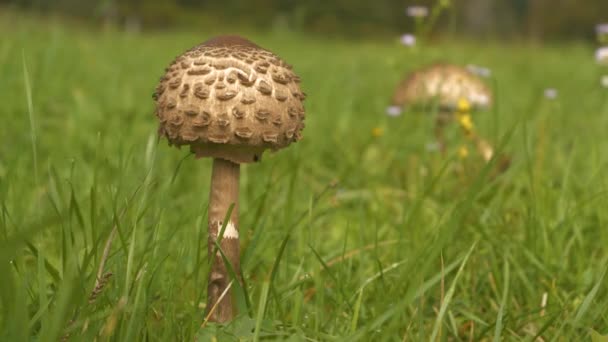 年轻的大豆科植物菌丝从绿草中渗出 在乡间散步时 景色很愉快 秋雨后在绿地上生长的美丽可食的伞形蘑菇 — 图库视频影像
