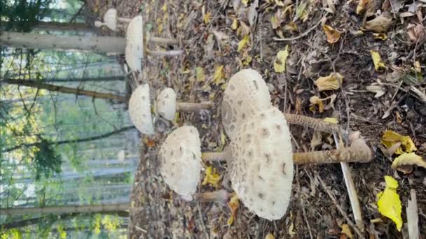 美丽的伞形蘑菇生长在秋天森林的仙境中 在落叶中生长着大量的大花真菌 赏心悦目的景象 — 图库视频影像