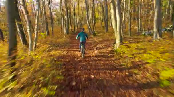 Aerial Γυναίκα Ποδηλάτης Ιππασία Μέσα Από Πολύχρωμα Φθινόπωρο Δάσος Συντροφιά — Αρχείο Βίντεο