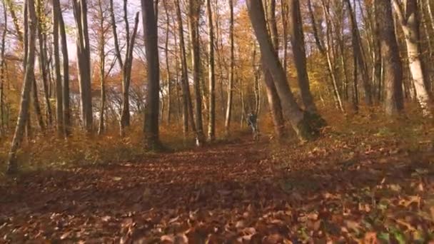 Slow Motion Woman Riding Bike Dog Running Beautiful Autumn Forest — Stock Video