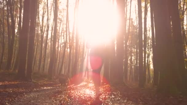 아름다운 숲에서 그녀의 아침에 운동화 실행합니다 그들은 황금빛 나뭇잎 경로를 — 비디오