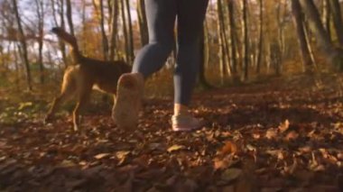Yaklaş, Yavaş Hareket, Düşük Açı Görünümlü Kadın sonbahar ormanlarında köpeğiyle koşuyor. Tanınmayan sporcu kadın ve köpek sabah vakti altın sonbahar ışığında parlayan yapraklı yolda koşarlar.